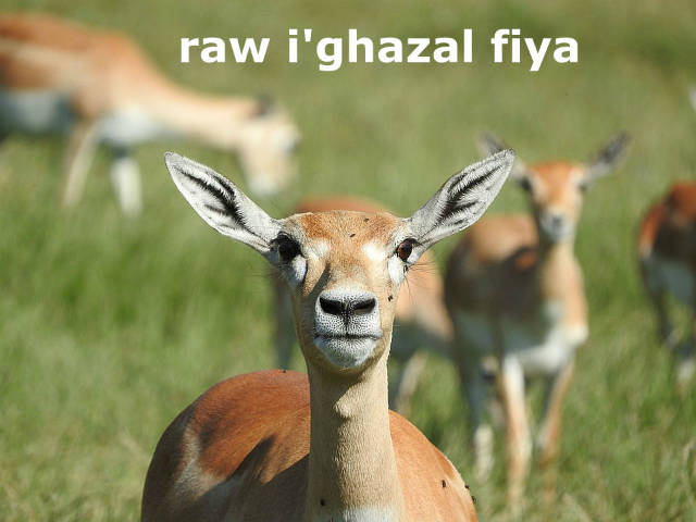 raw-ighazal-fiya